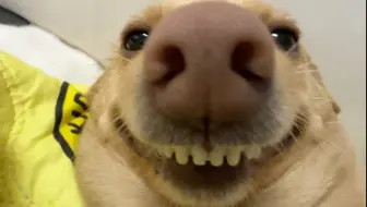 邪恶黄鼠狼