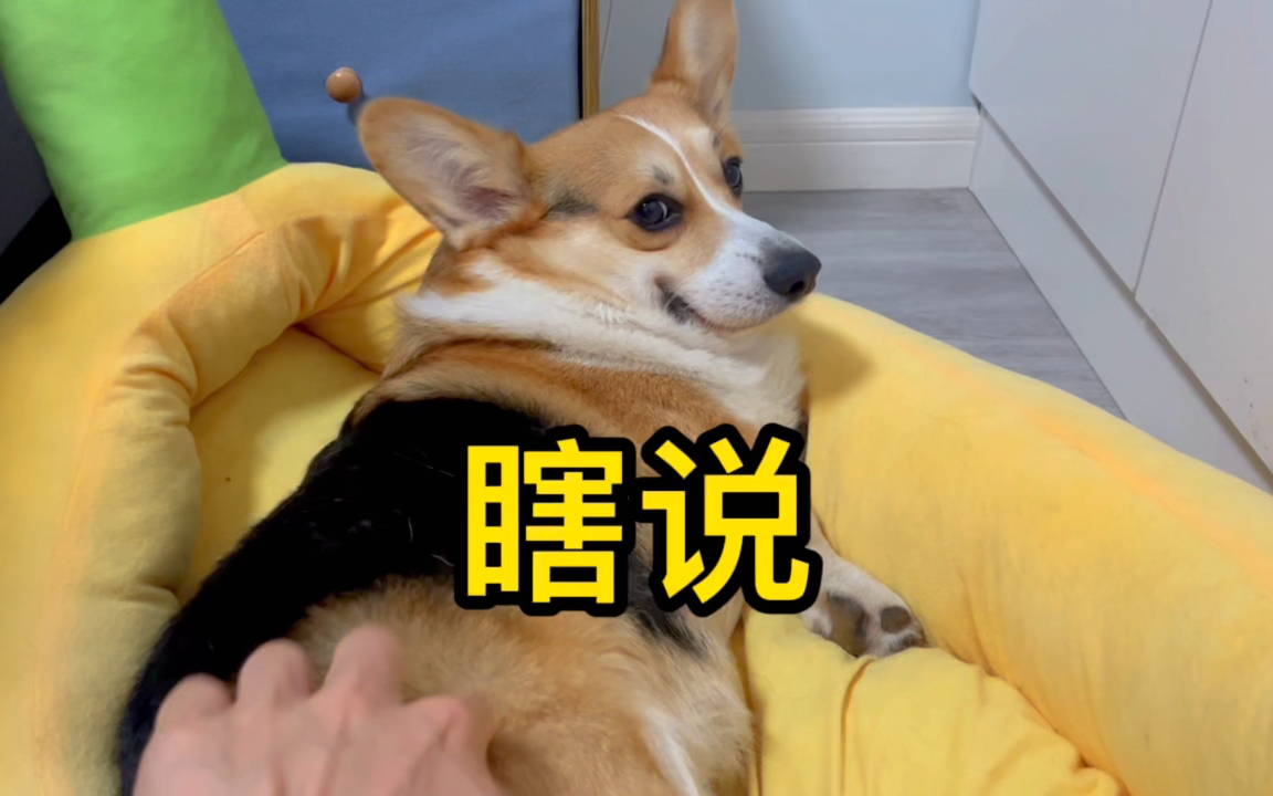 活动作品柯基你说谁脸皮厚呢