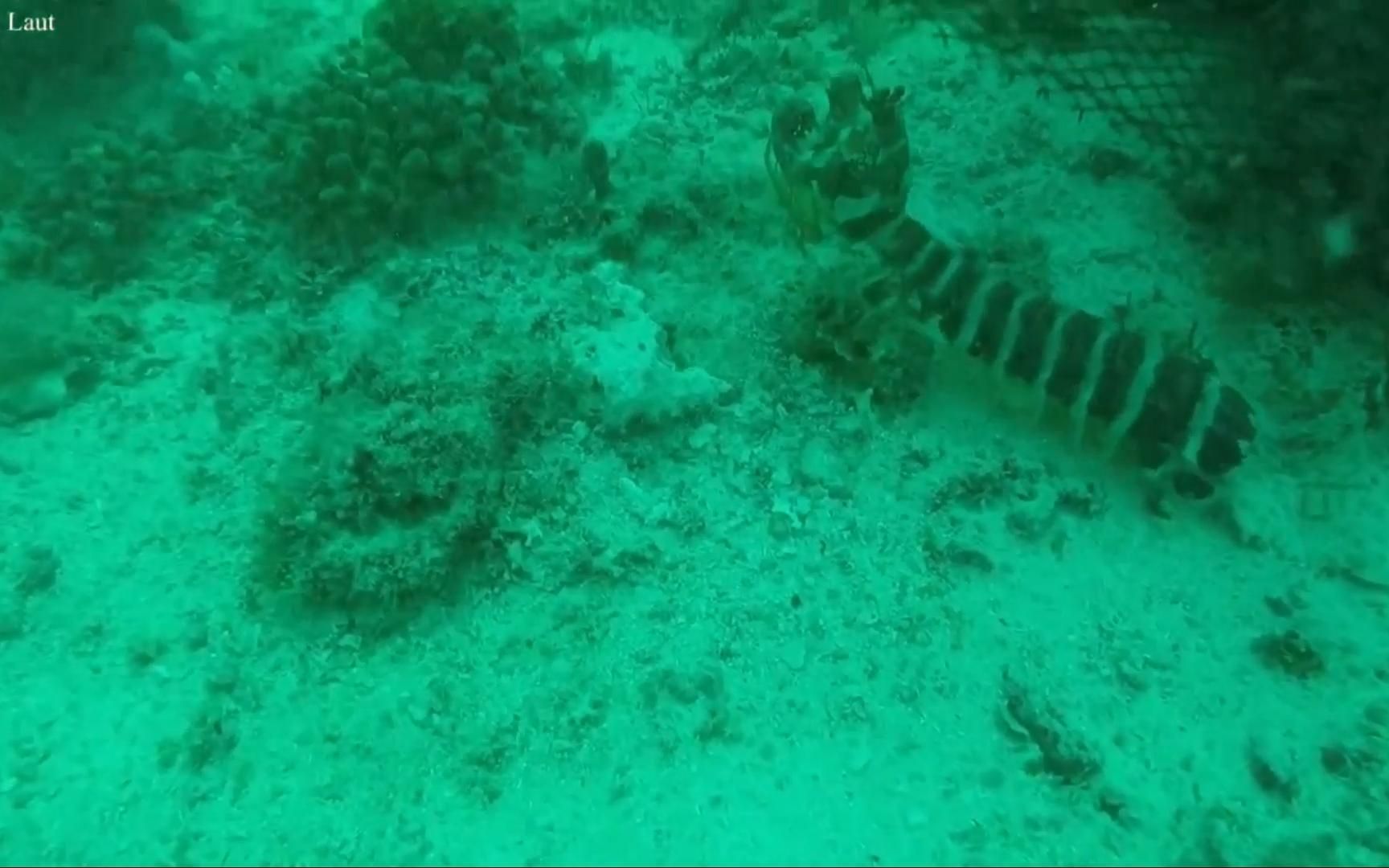 潜水海底挖爬虫,手臂粗的洞口里,竟然藏着这样美味的海鲜爬虫哔哩哔哩bilibili