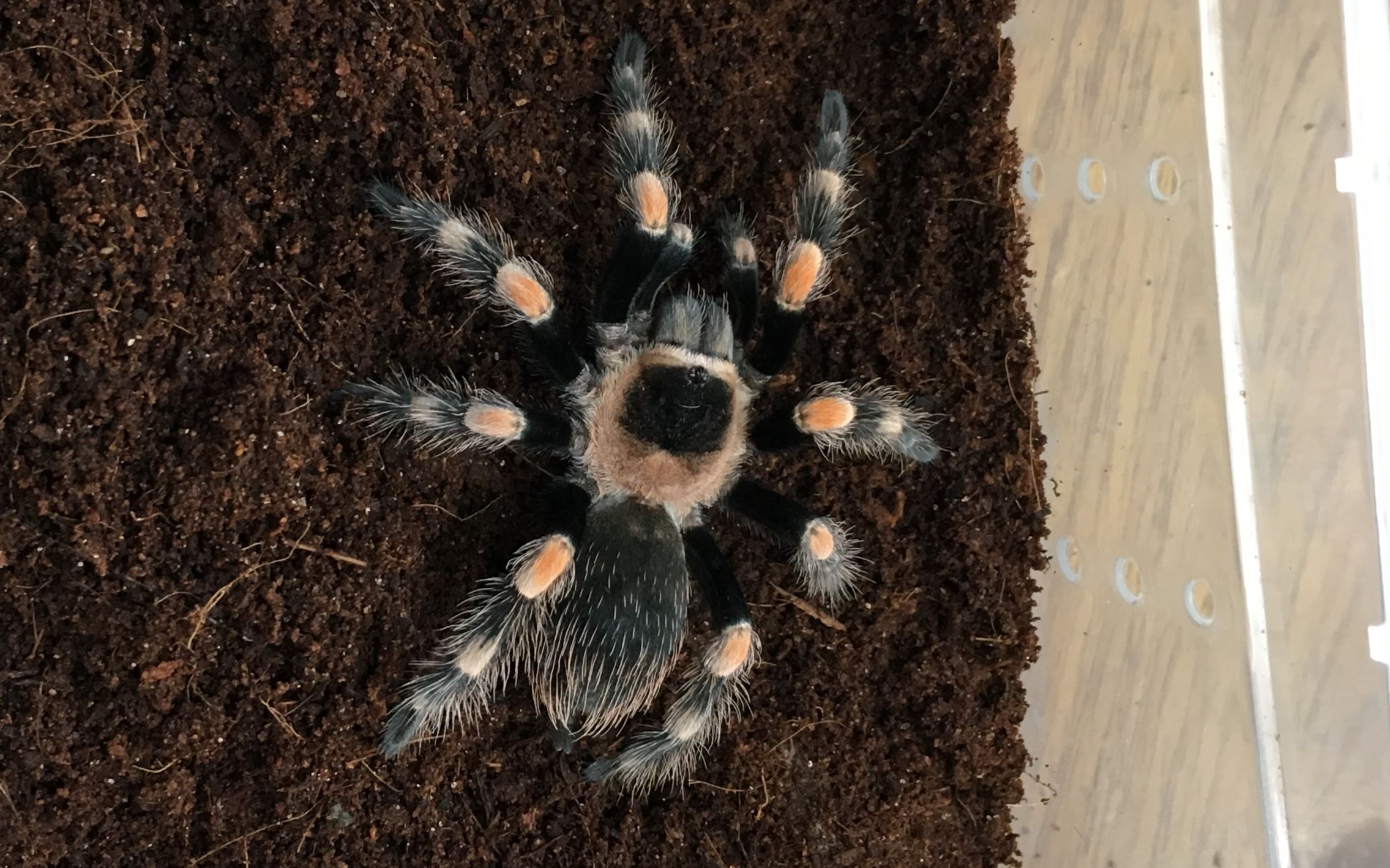 (df)红膝头蜘蛛日常喂食加蜘蛛简介