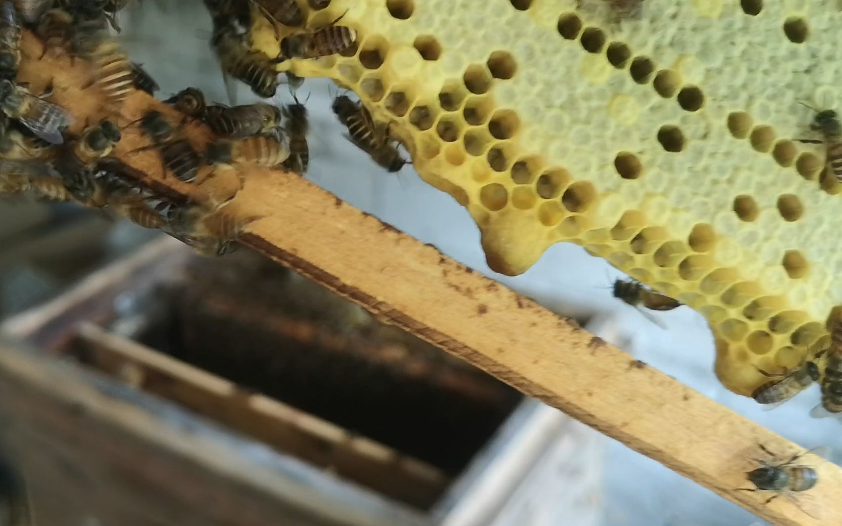 蜜蜂大量出自然王台,春季蜜蜂分蜂期到来,及时检查蜂箱防止分蜂