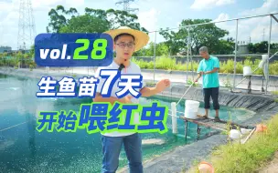 Tải video: 生鱼苗投喂红虫浆为什么要拌喂乐开花粉料？