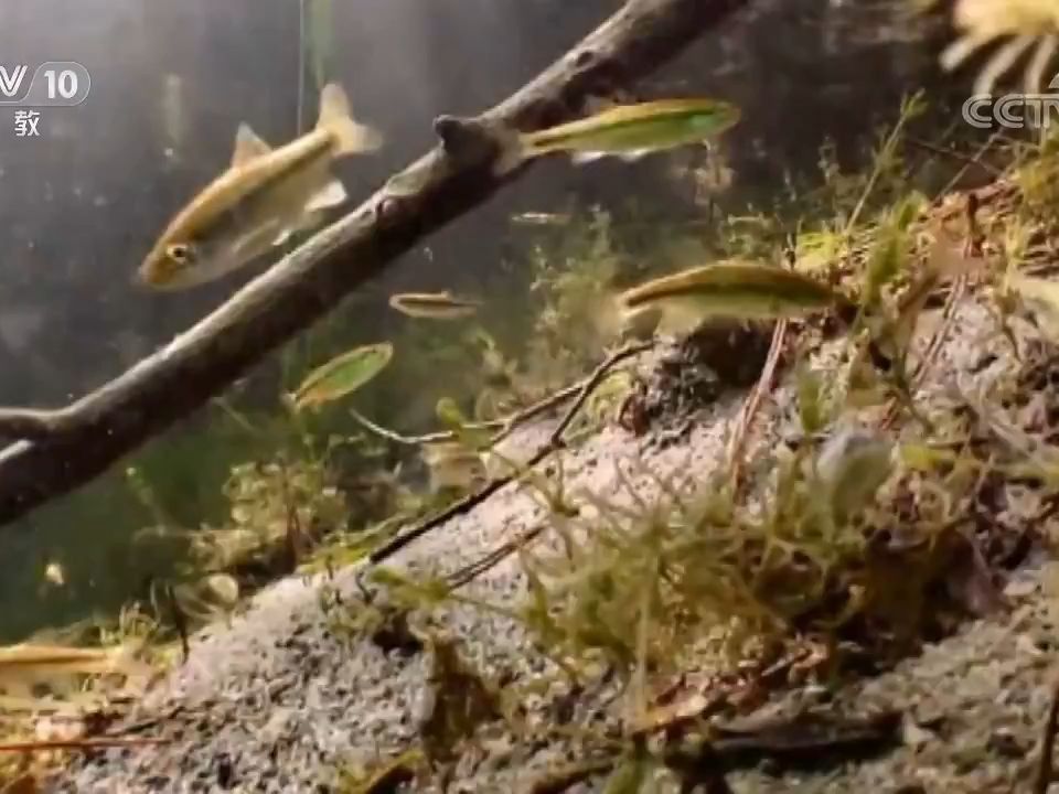 [生物多样性]千岛湖如何供养数量众多的鱼哔哩哔哩bilibili