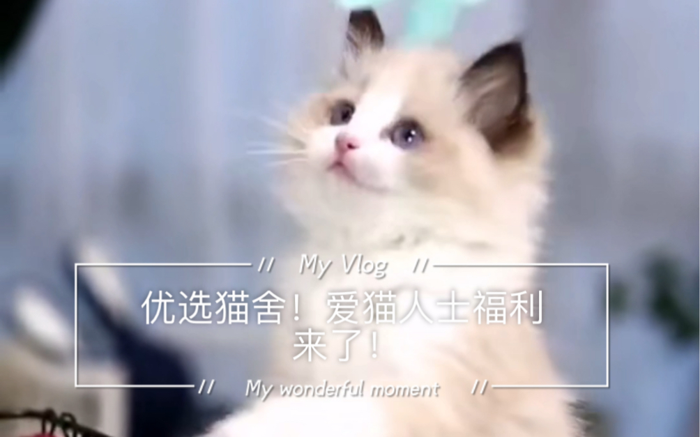 杭州正规猫舍实体店,来找我吸猫哔哩哔哩bilibili