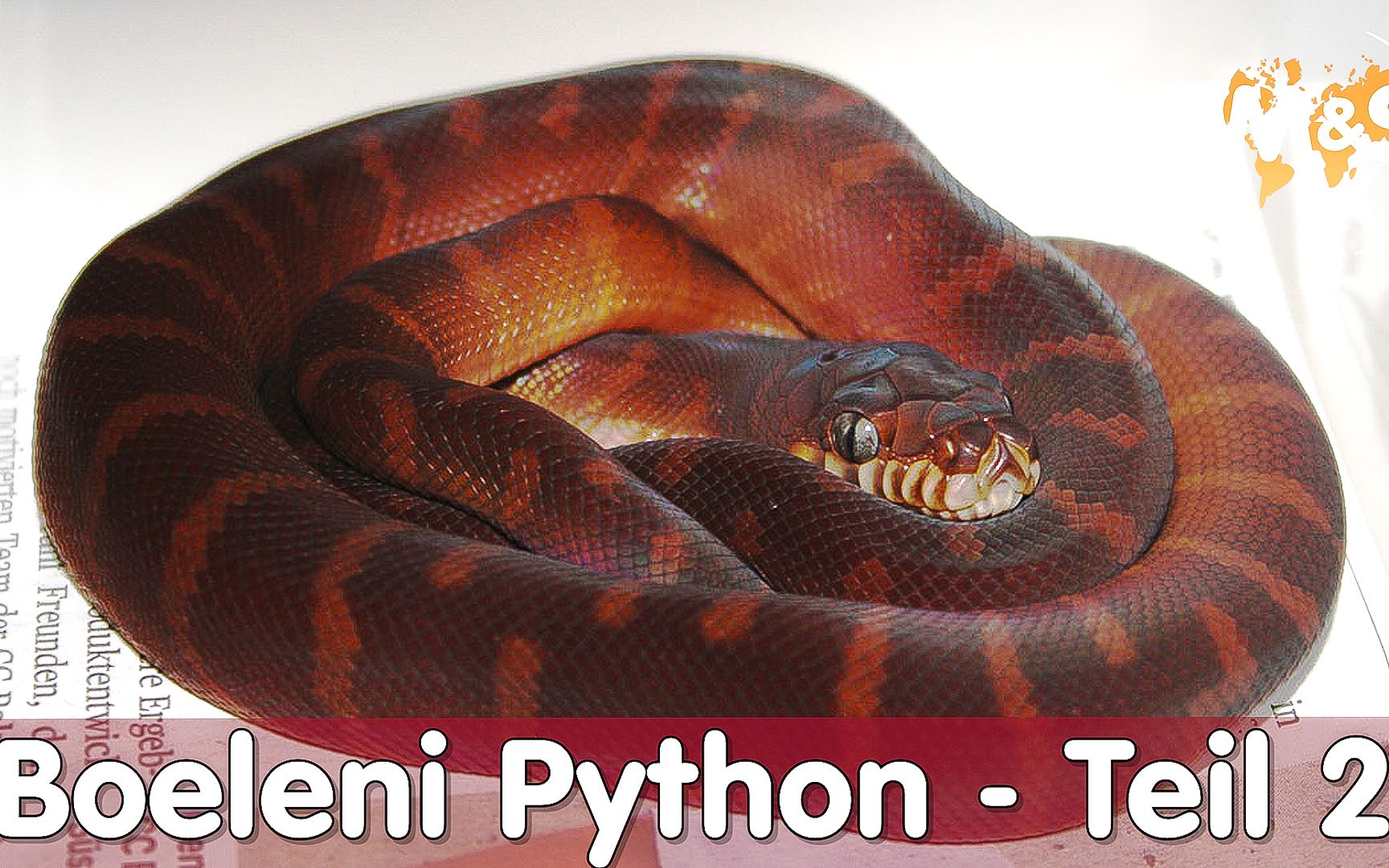 reptiltv黑钻树蟒繁殖者访谈下