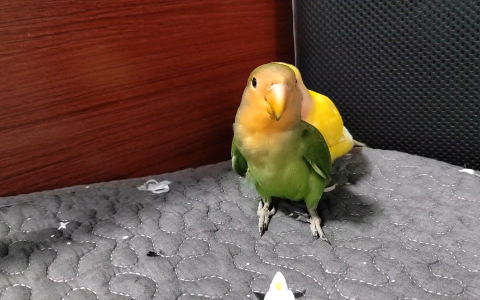 震惊自家鸟子竟然会摇头!