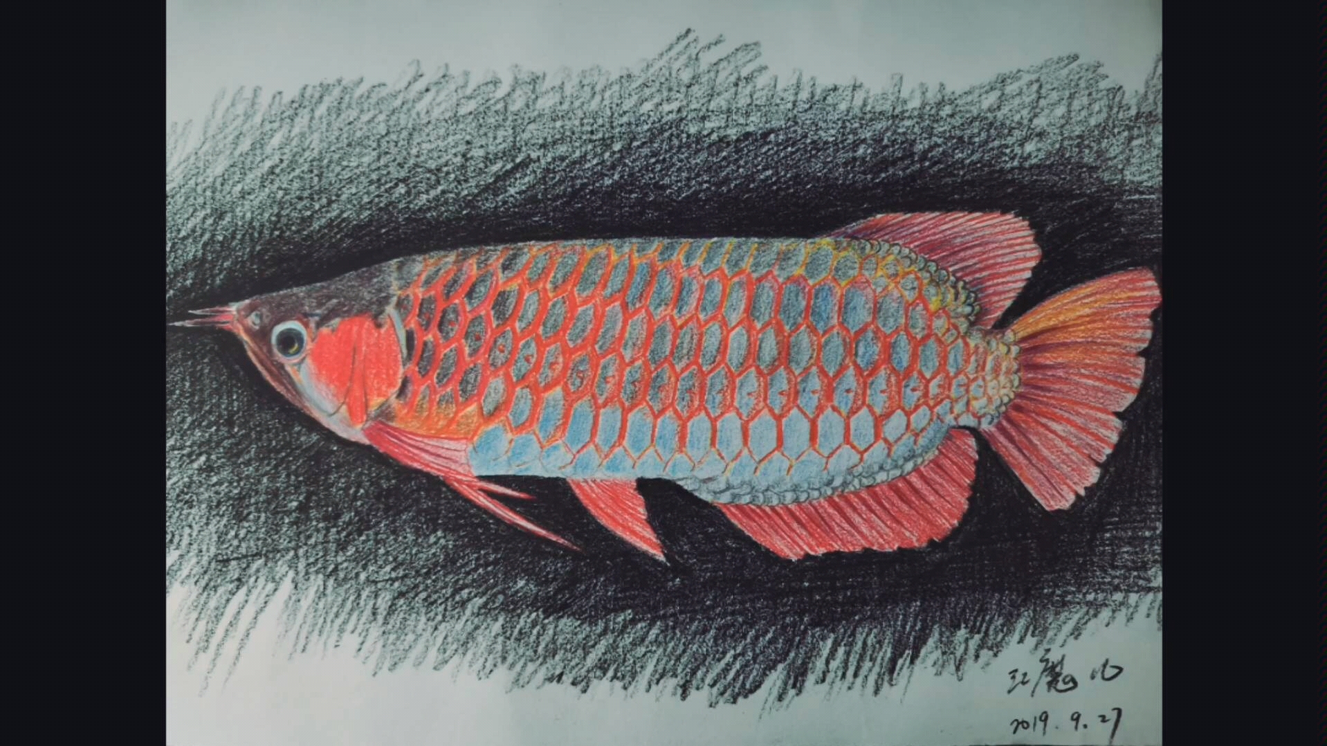 彩色铅笔范画红龙鱼绘画教程