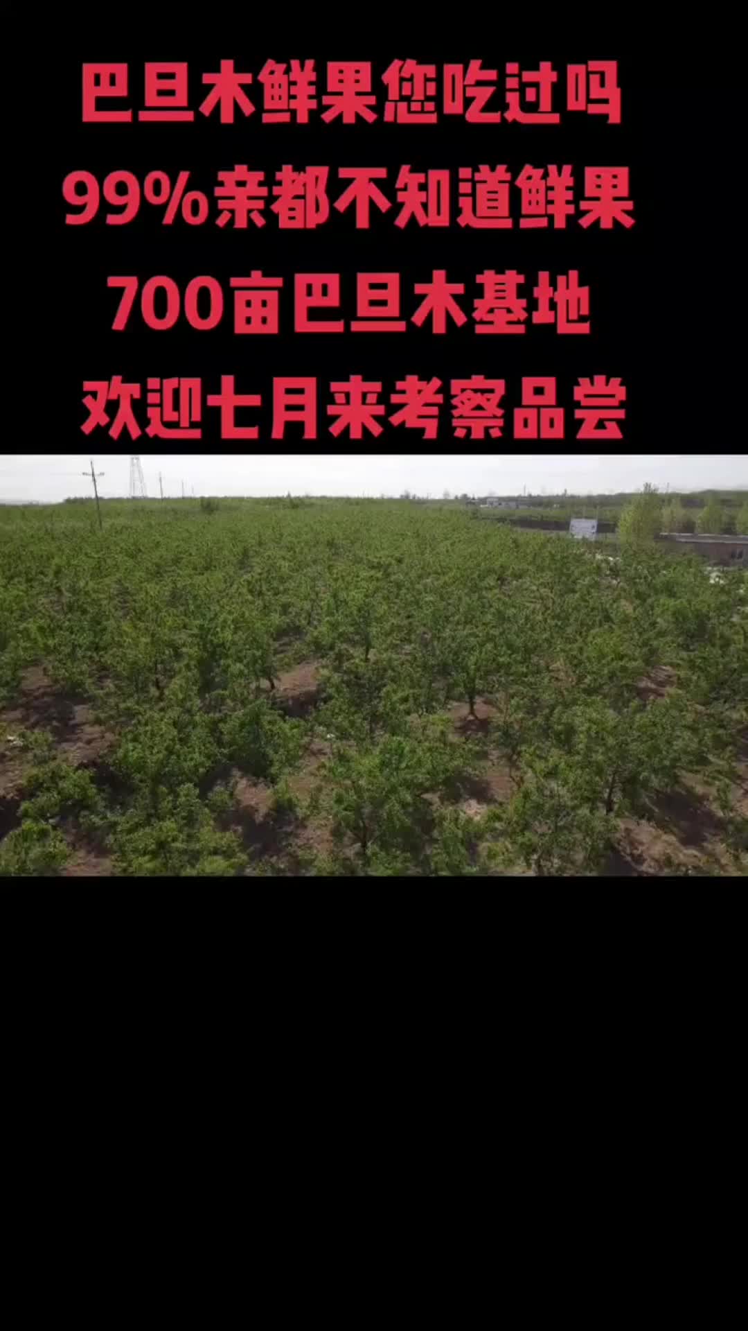 三门峡巴旦木卖苗图片