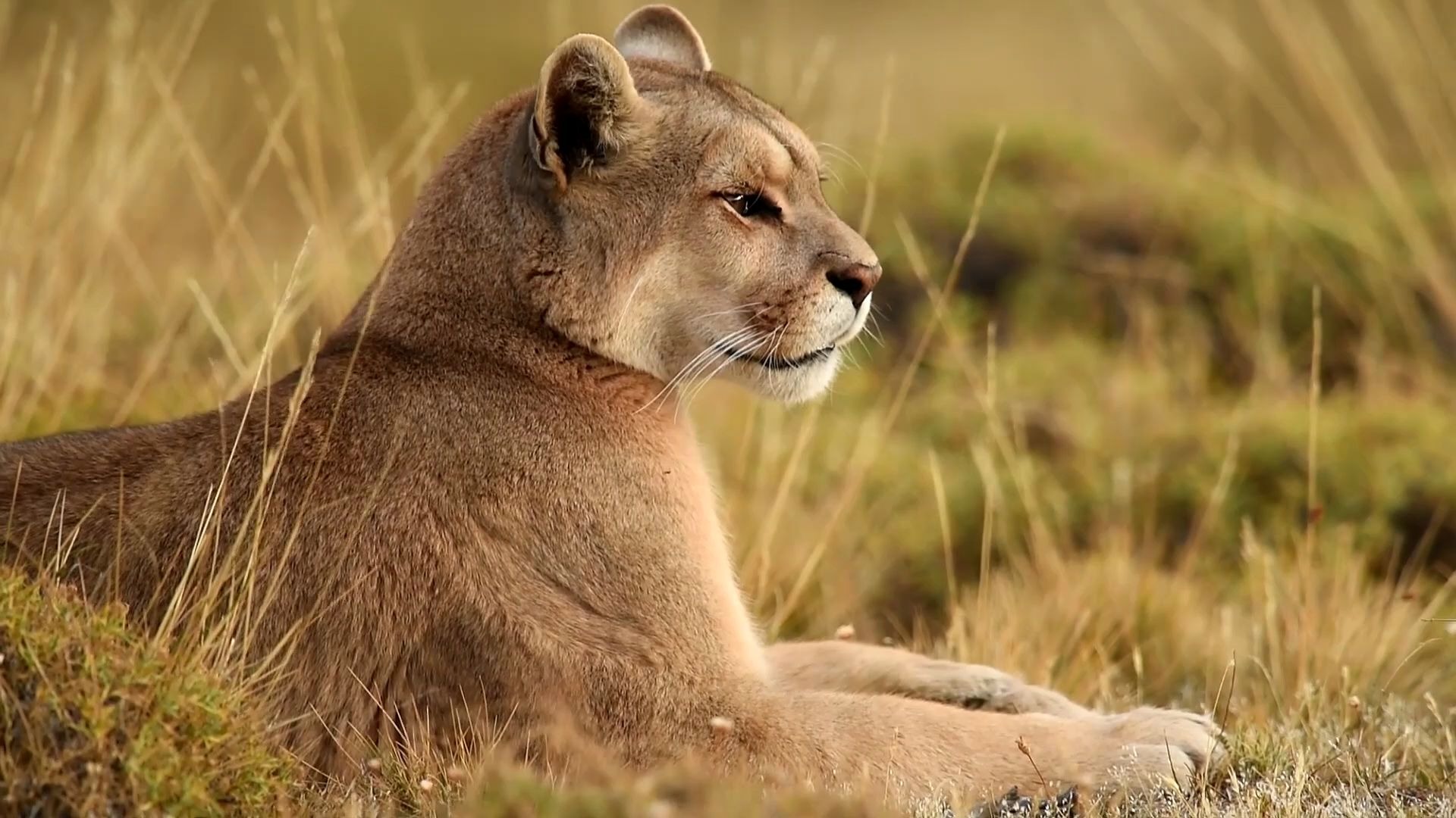 美洲狮生活日常悠闲而又优美的动物非常漂亮
