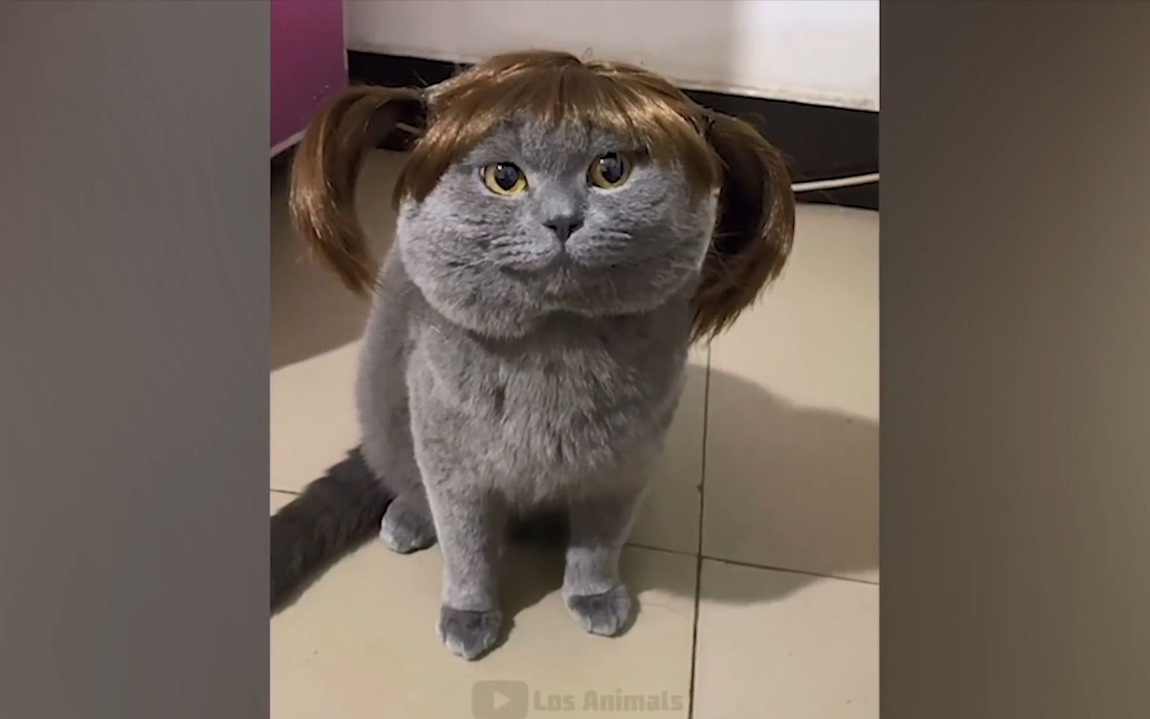 动物迷惑行为!不要太搞笑哈哈哈!