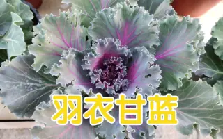 若菜羽衣 搜索结果 哔哩哔哩 Bilibili