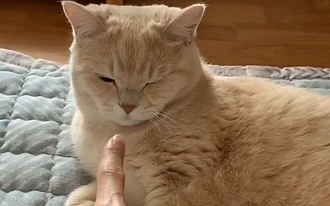猫咪用手指人表情包图片