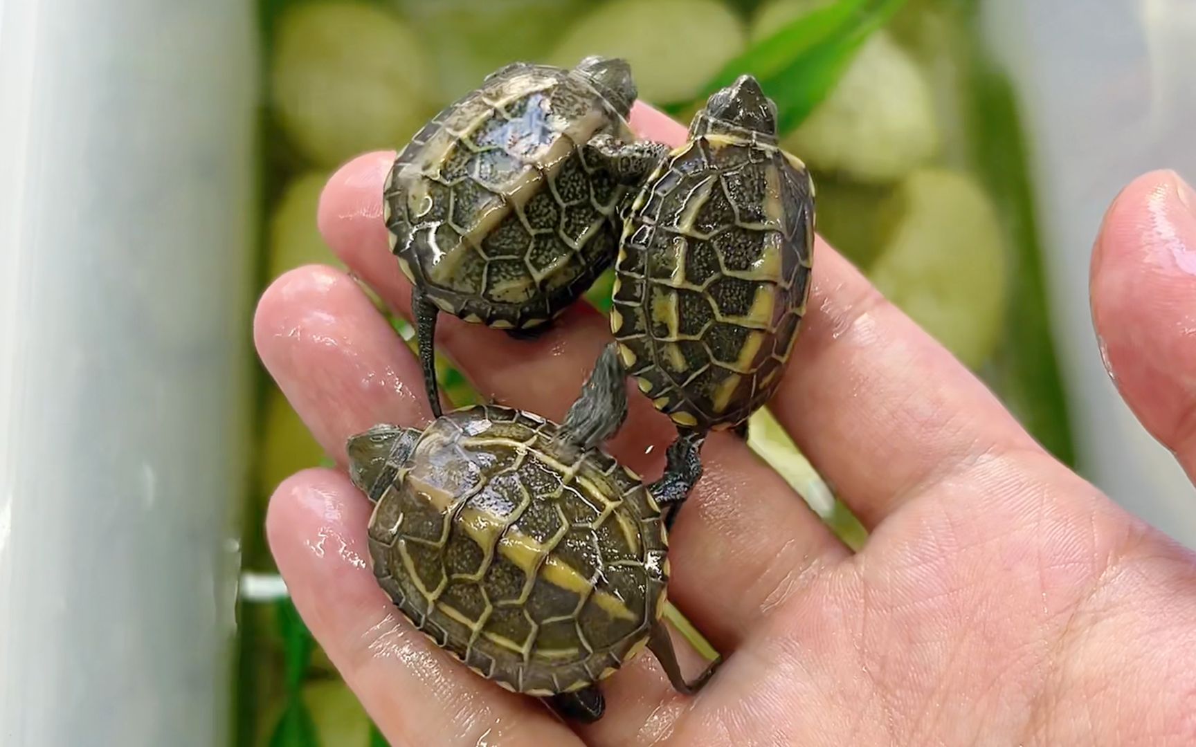 草龟出壳季挑了3只田黄草龟苗培养一下