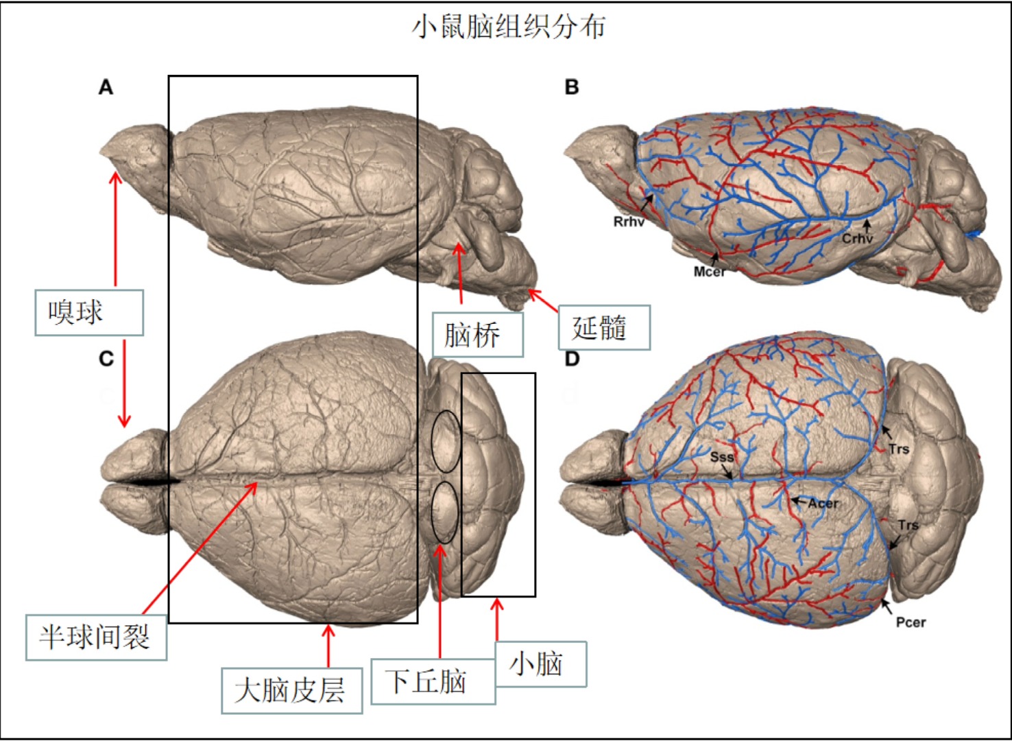 小鼠下丘脑图片