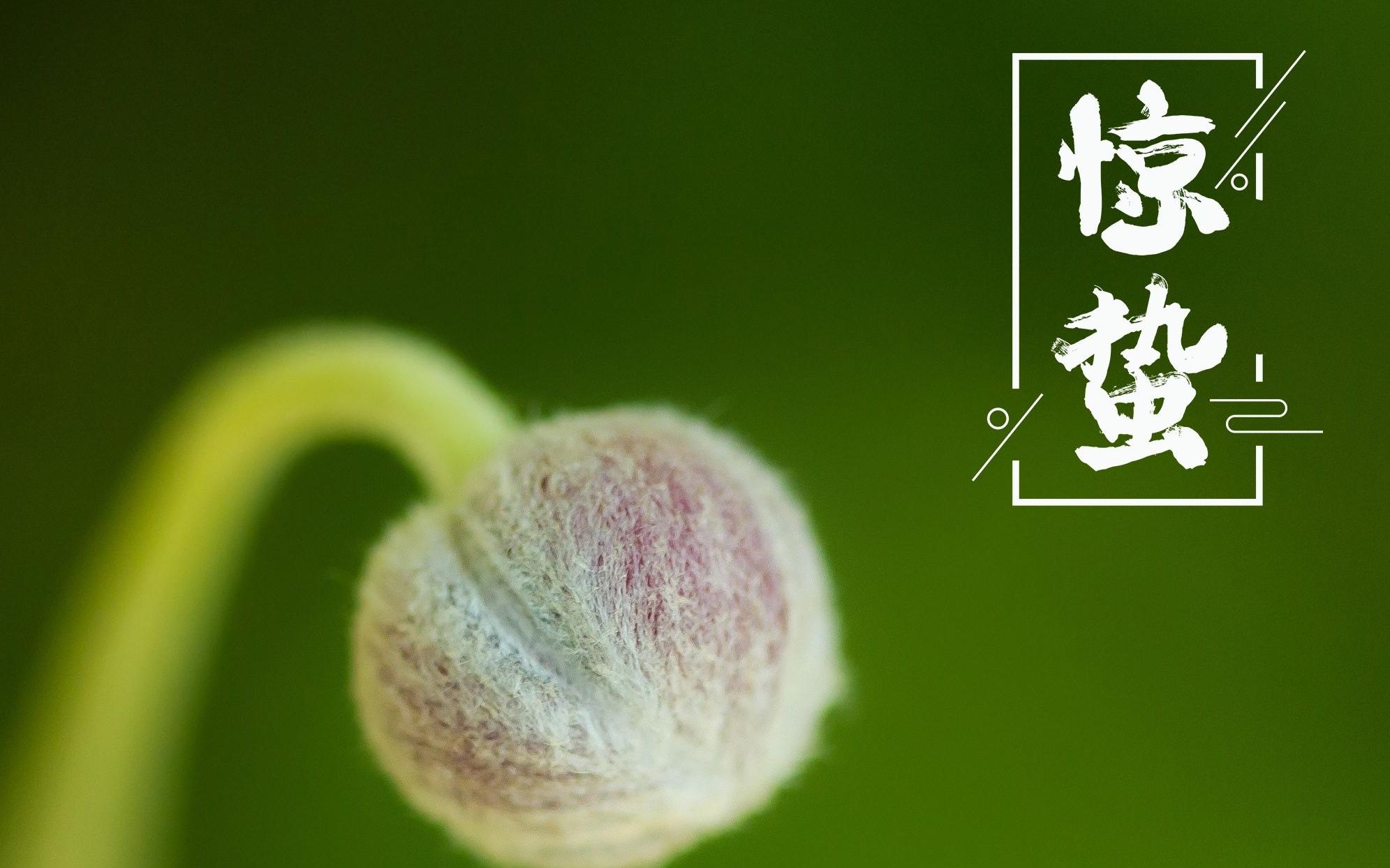 惊蛰来临,于无声处演绎众生的思辨,这何尝不是你我人生的一场考验