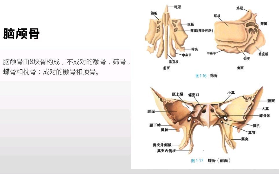 [图]系统解剖学-中轴骨之颅骨（重点知识的理解和记忆）