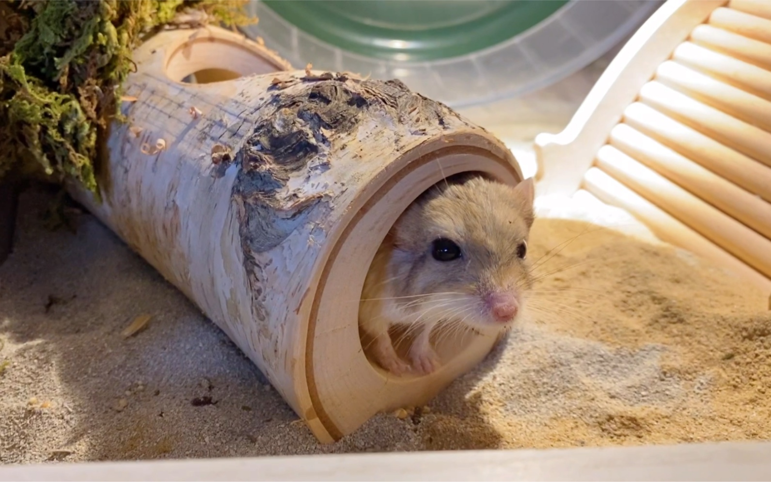 【通心粉鼠】悄悄降进度拉到2/4,越收拾越快乐!