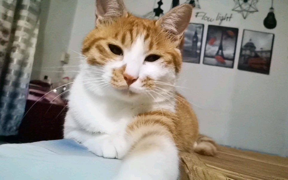 这是一只可怜的猫,天天被无良铲屎官当面团蹂躏,满脸绝望