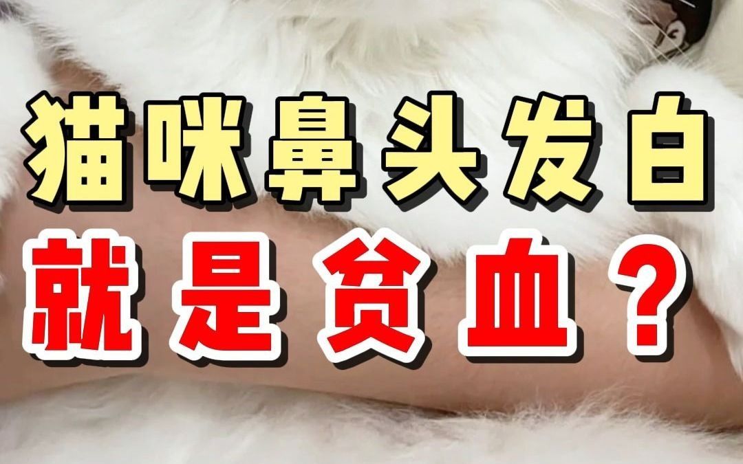 猫咪贫血有什么表现?该怎么预防呢?哔哩哔哩bilibili