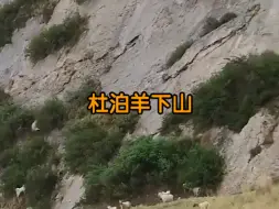 Download Video: 【俄罗斯卫星通讯社】一段杜泊羊下山的视频在网上走红