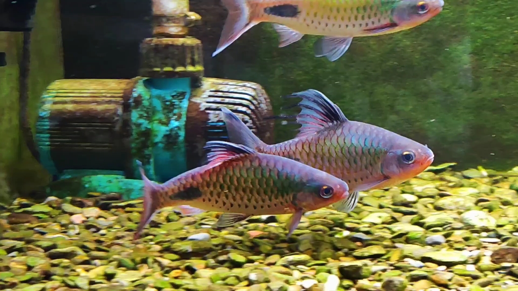 紫红两点鲫_哔哩哔哩_bilibili