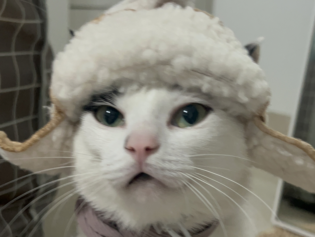 西伯利亚森林猫拉雪橇图片