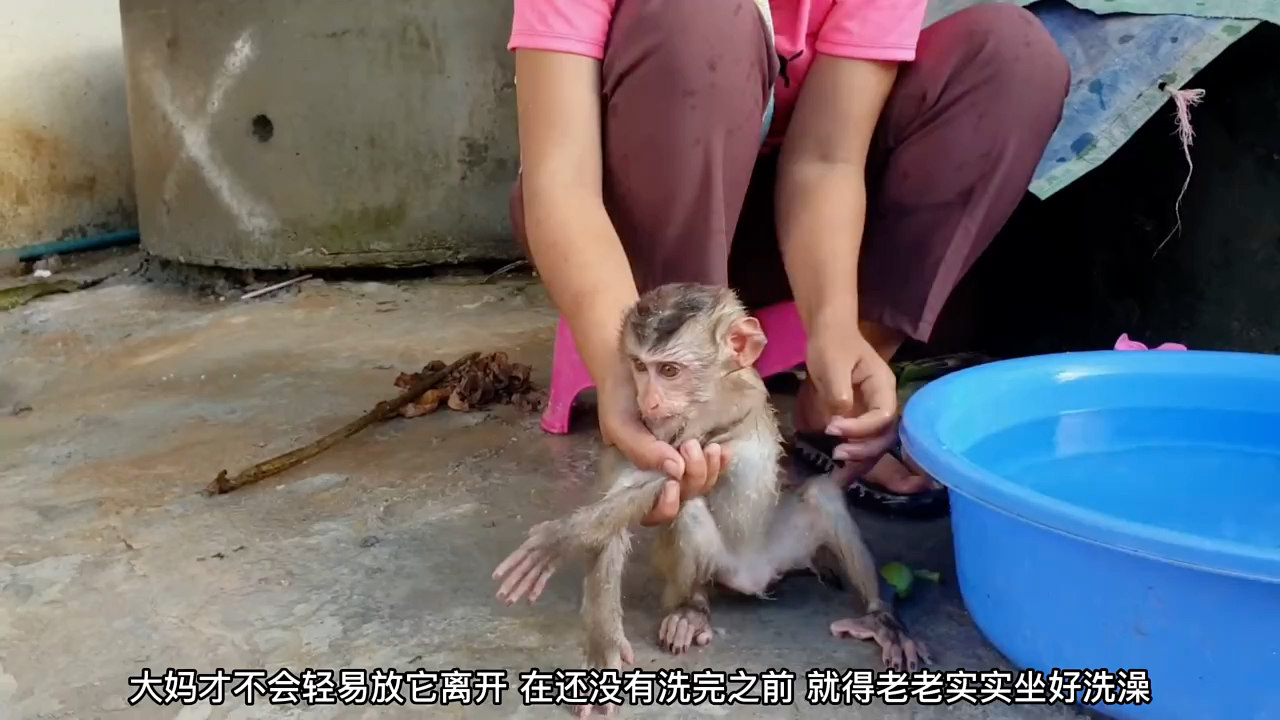 小猴子洗个澡都这么费劲,难以驯服的黄毛怪