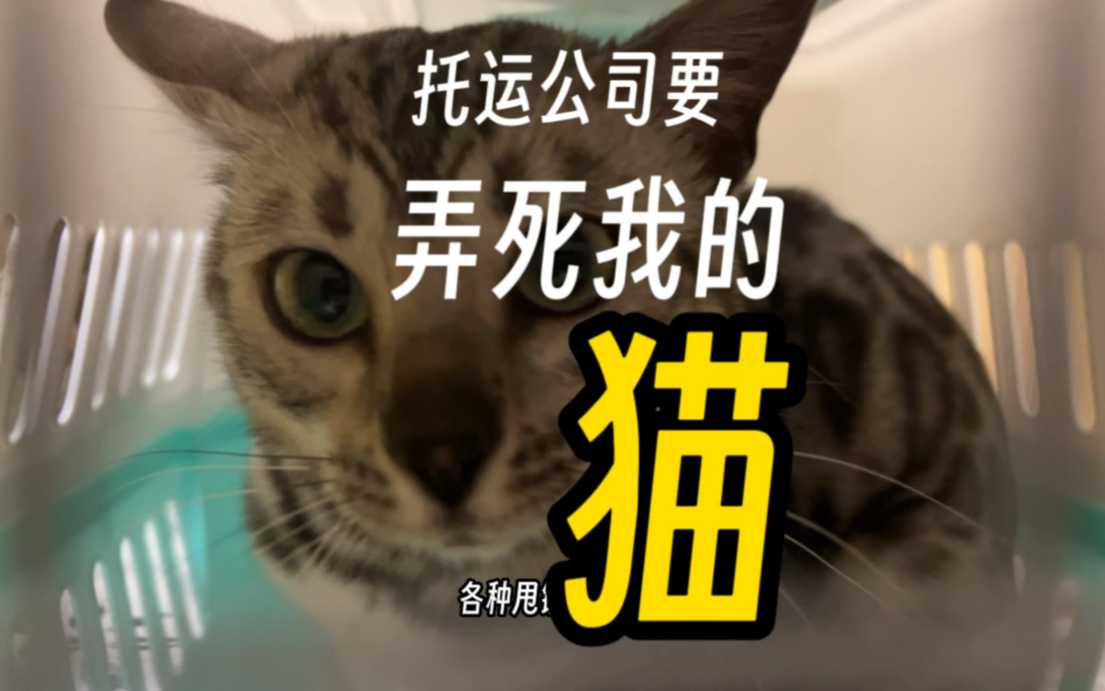 托运公司居然威胁我要弄死我的猫!哔哩哔哩bilibili