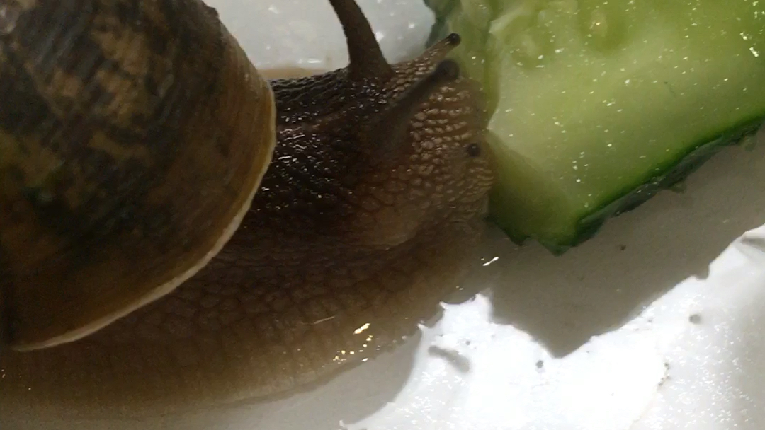 活动  【蜗牛】大胃王小蜗,蠕动的小牙齿真可爱,不愧是本仙女看上的