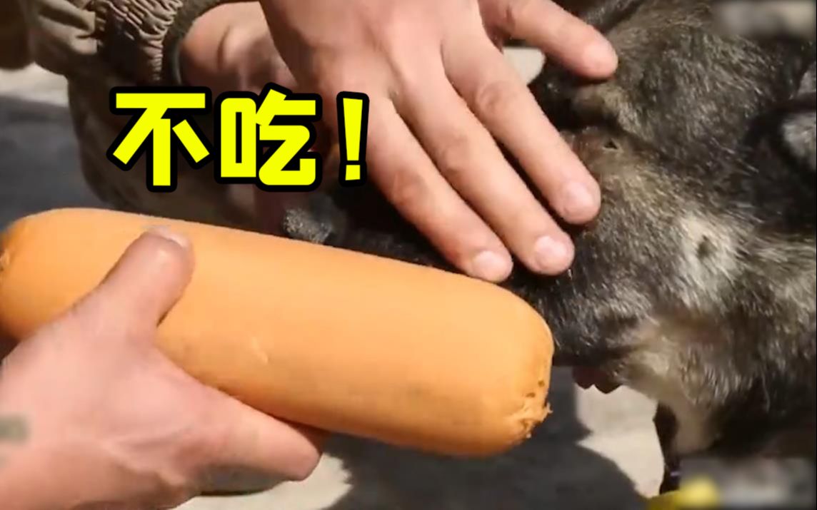 拒食训练?军犬:今天我一口也不会吃!哔哩哔哩bilibili