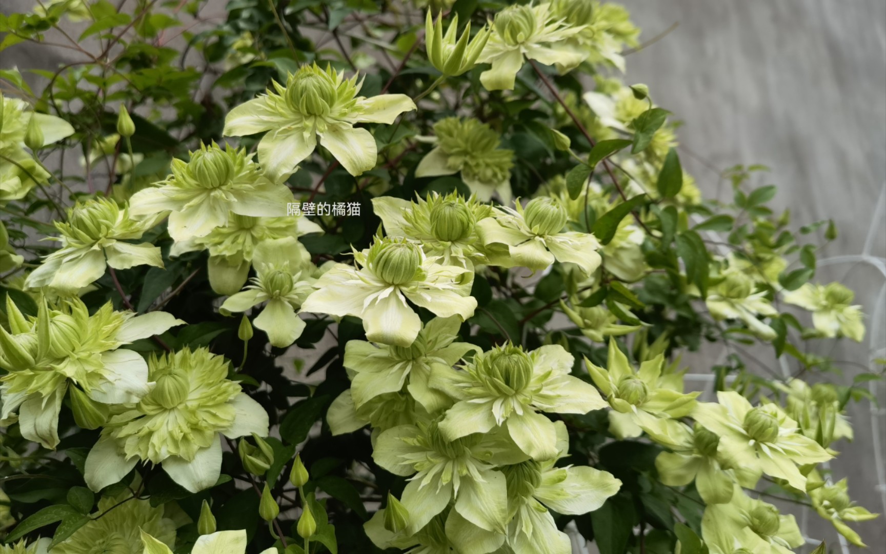 活动作品推荐品种铁线莲小绿