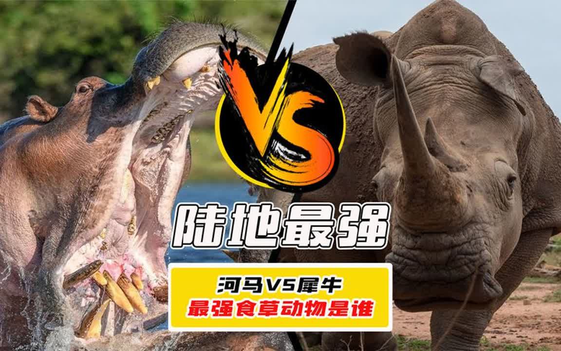 河马能打过犀牛吗,盘点"最强食草动物",狮子都被打怕了