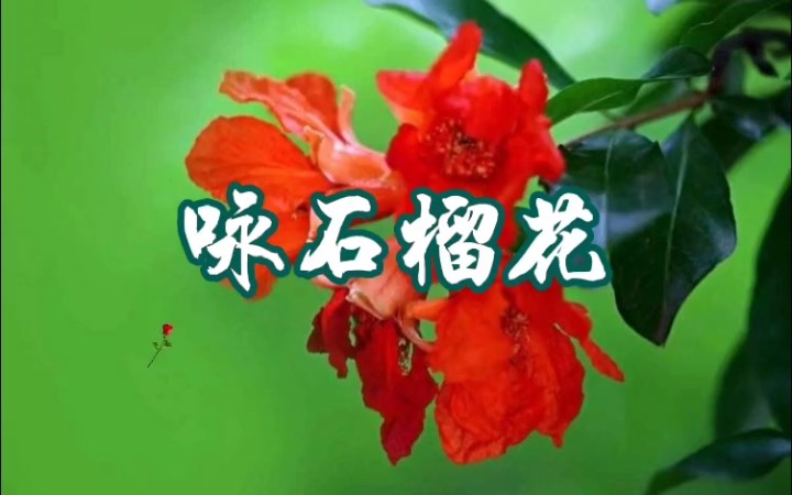 古诗咏石榴花哔哩哔哩bilibili