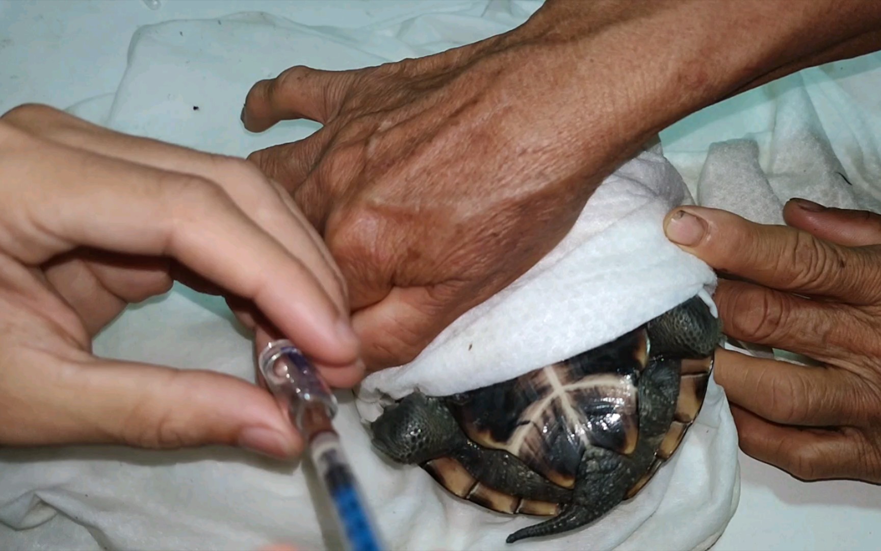 怎样安全的给草龟打针