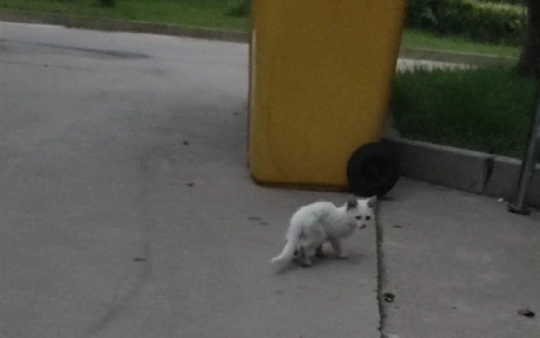 [图]学校猫咪诱捕失败