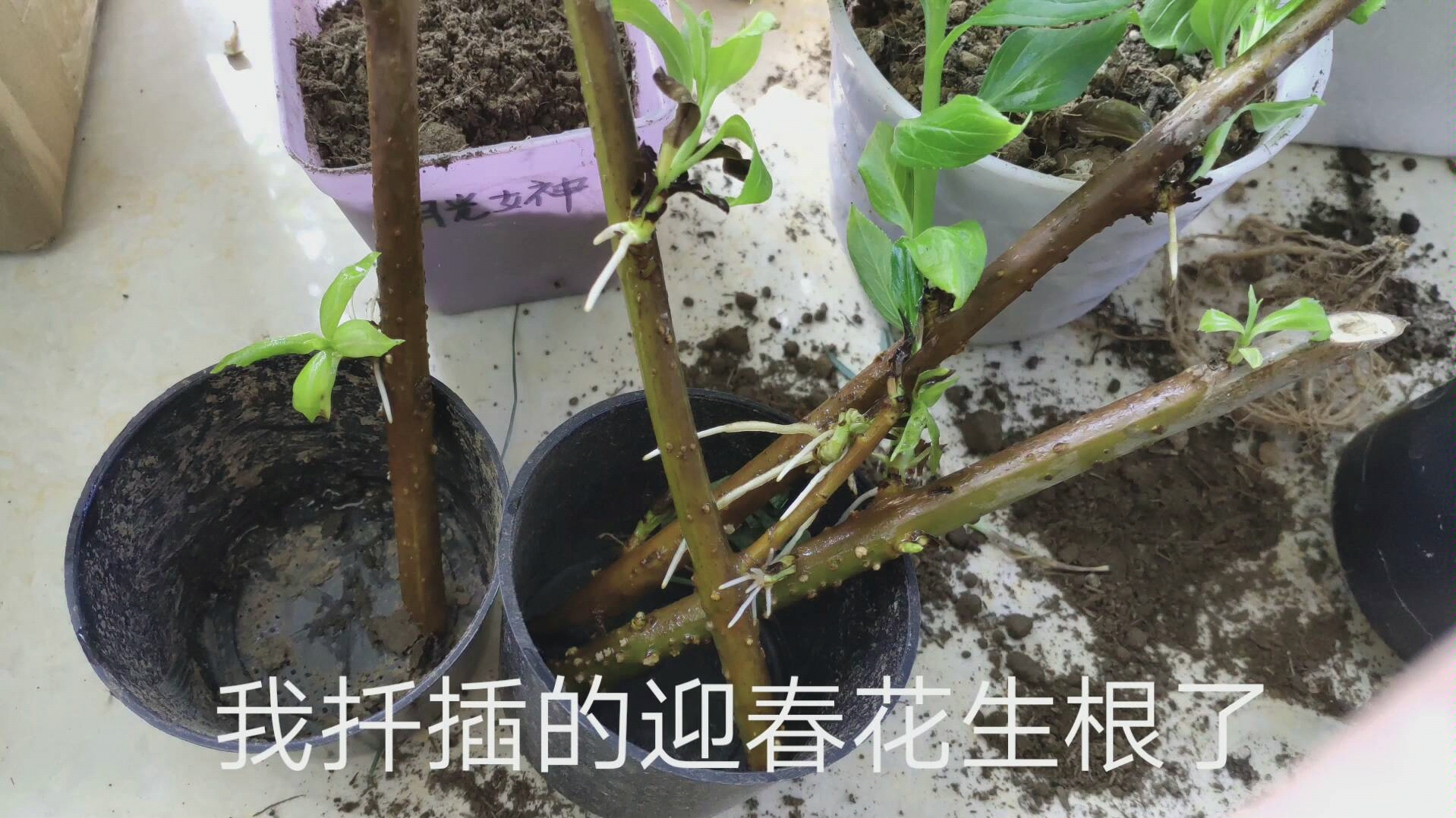 迎春花的根茎图片