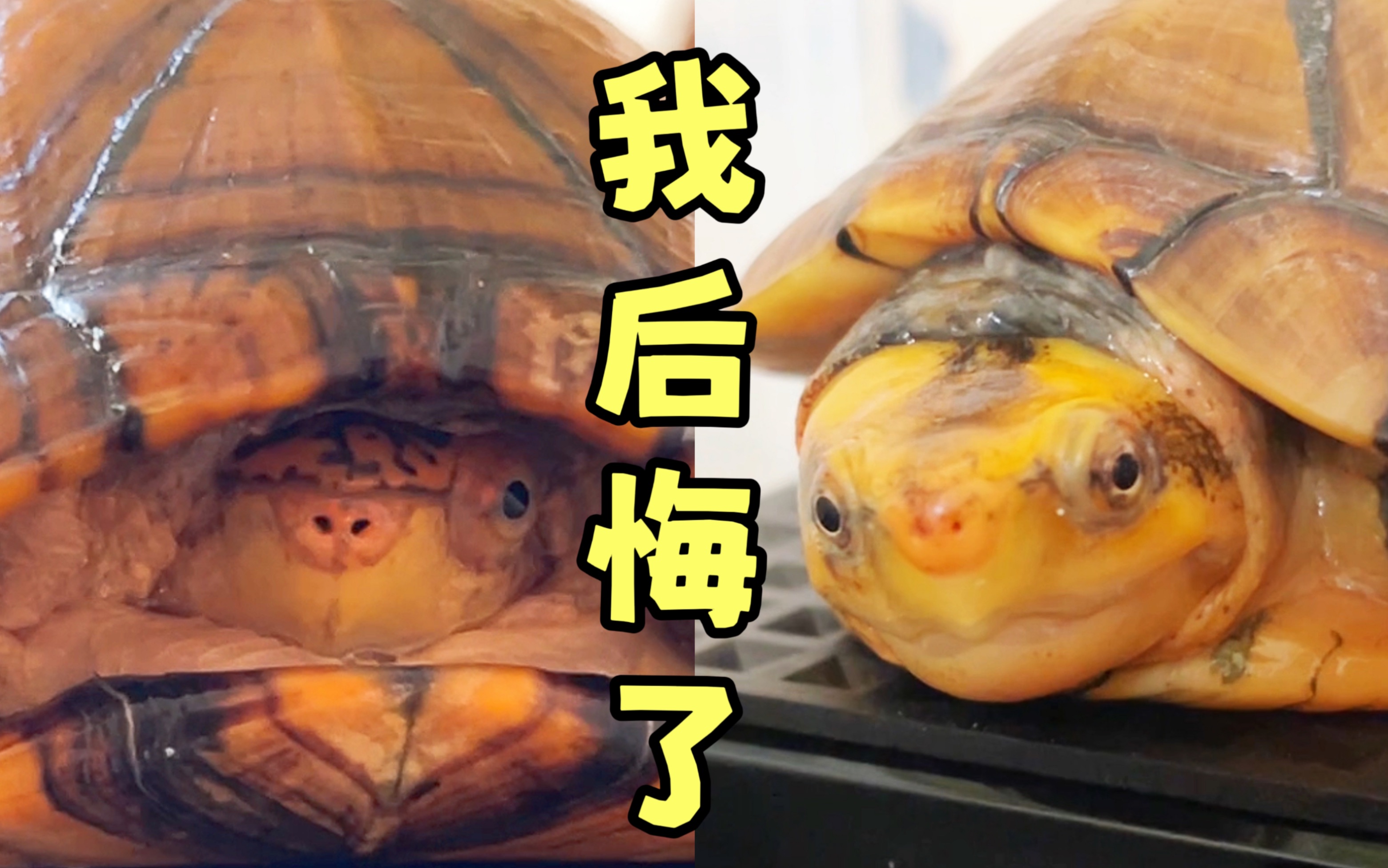 养这俩龟4年了,我不止一次后悔……-angela不是天使鸭-angela不是天使鸭-哔哩哔哩视频