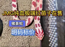 Tải video: 极端红猪鼻蛇苗子出售啦！！