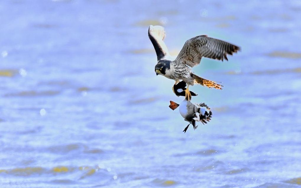 游隼高难度高速超低空捕猎