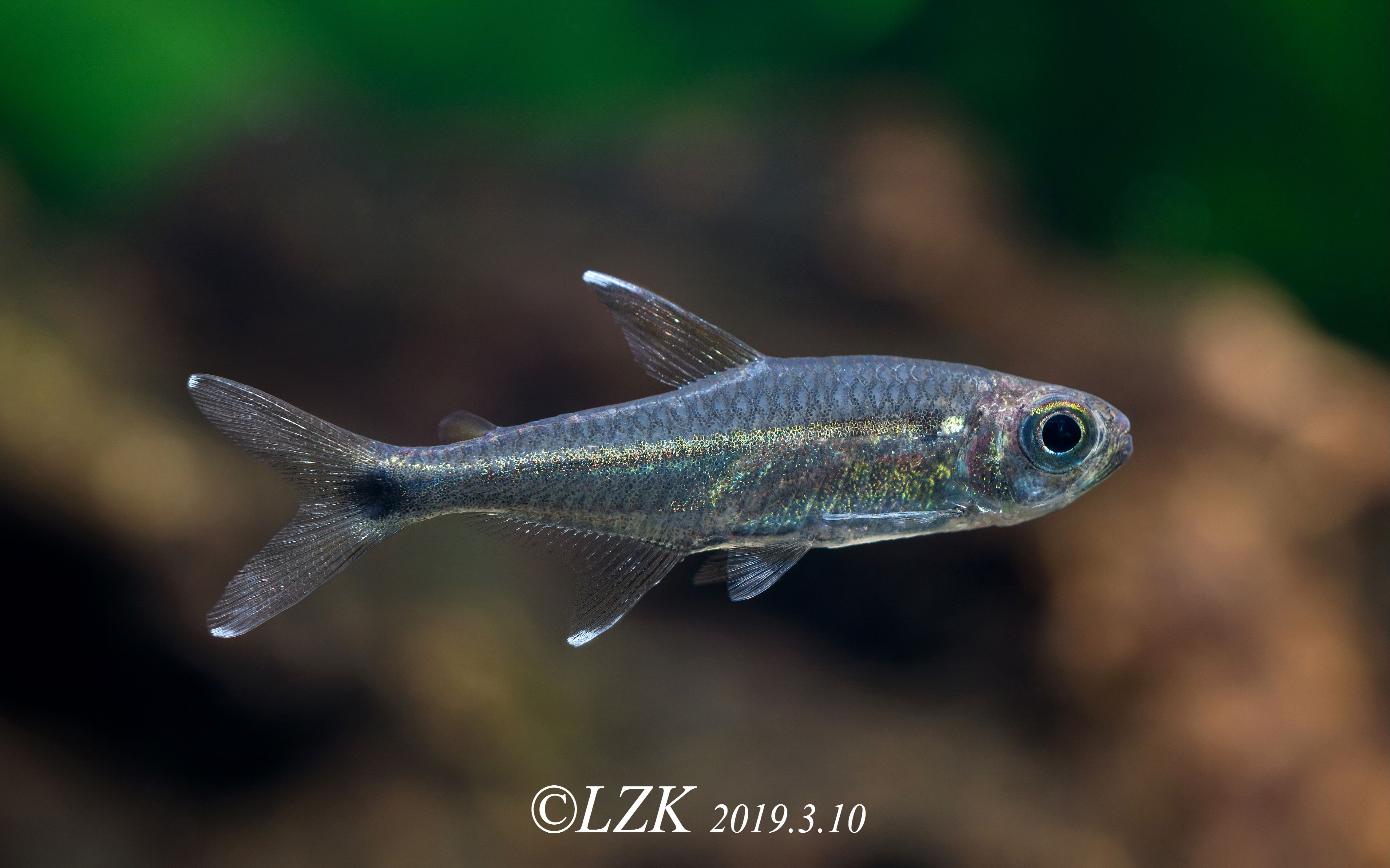 【自家鱼缸】 【灯鱼】 【热带鱼】哥伦比亚金线暗腹