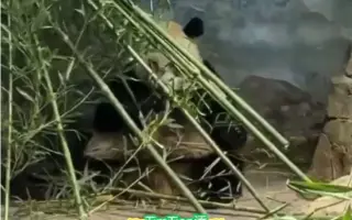 竹子房 哔哩哔哩 Bilibili