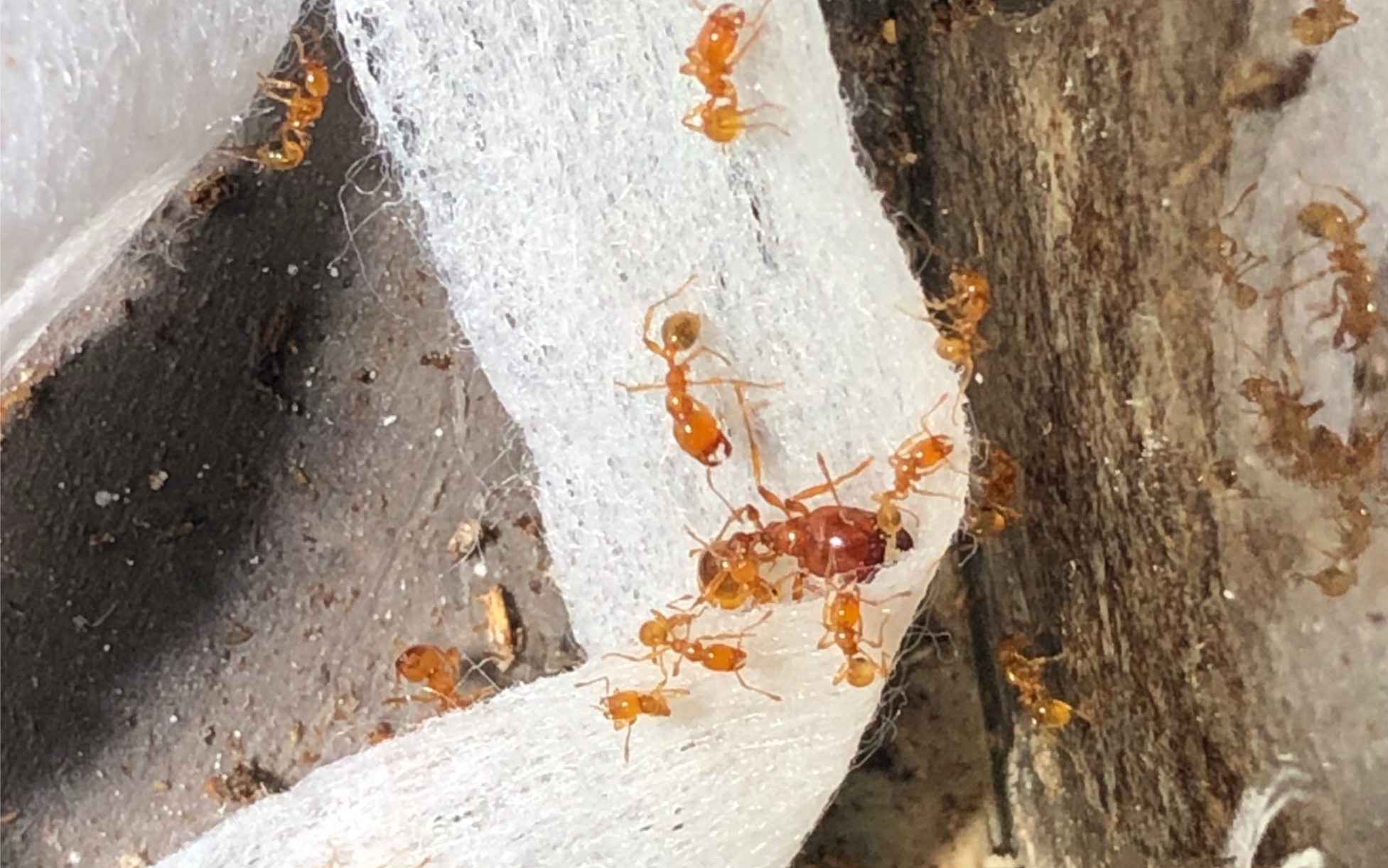 【彩蛋】一段小视频,黑沟盲切叶蚁(c. melanogaster)与新型自攻巢