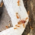 【彩蛋】一段小视频，黑沟盲切叶蚁（C. melanogaster）与新型自攻巢