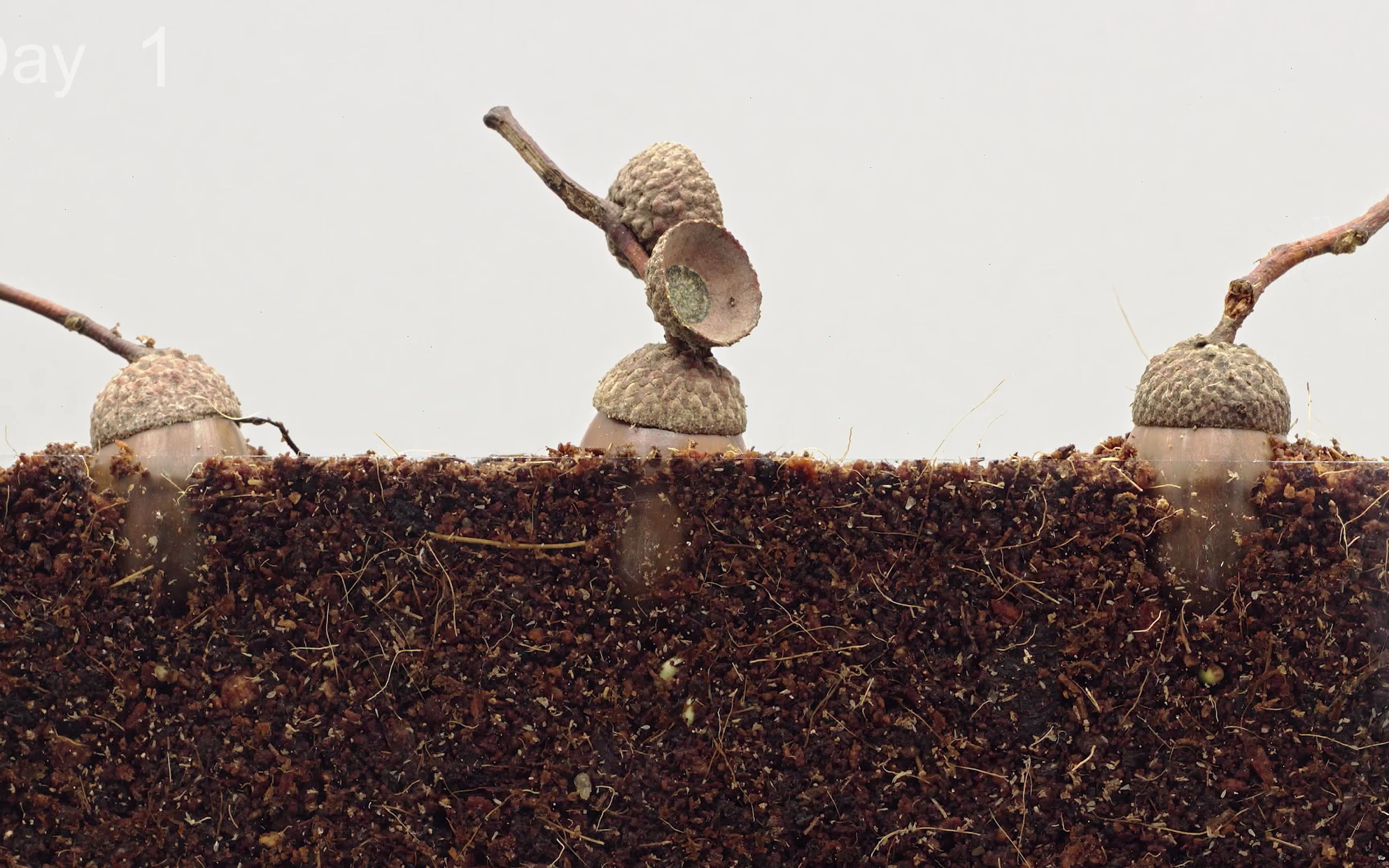 [图]50天橡树从种子生长延时 Oak Tree from Acorn (50 Days Time-Lapse)