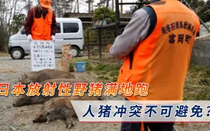 Download Video: 日本福岛“变异猪”泛滥，放射性元素严重超标，人猪冲突不可避免？