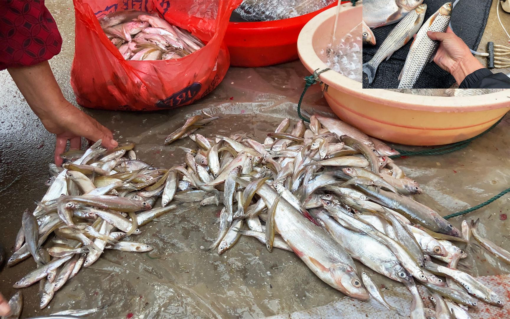 雨後農村集市河魚河鮮多,新鮮野生小雜魚,小夥花幾十塊買一堆魚