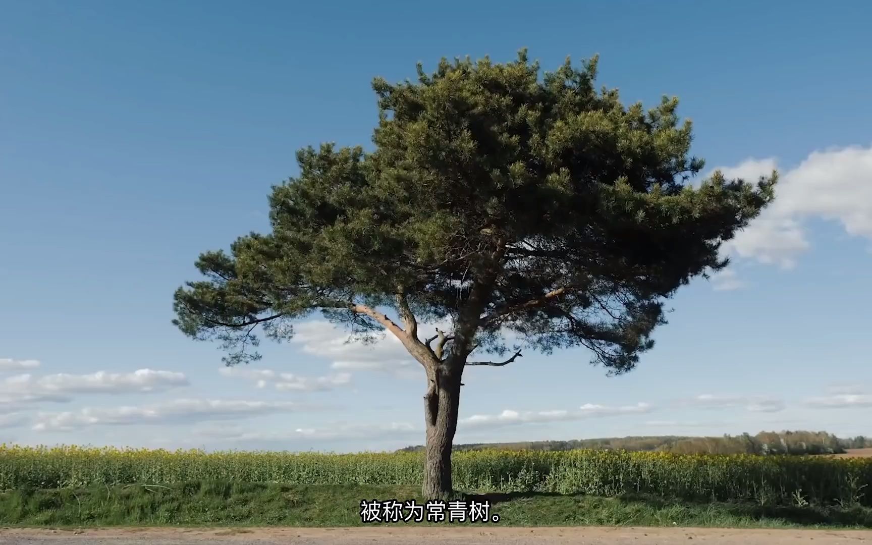 [图]为什么不是所有的树都在秋天落叶呢-Why don't all trees lose their leaves in the fall