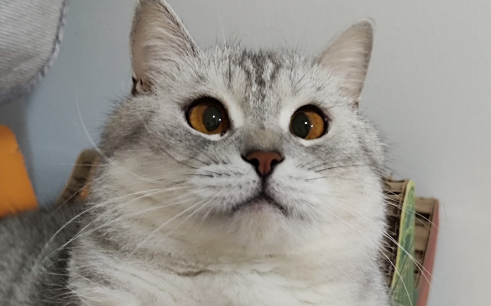 对眼眼猫猫真的!超可爱(˵¯͒〰¯͒˵)