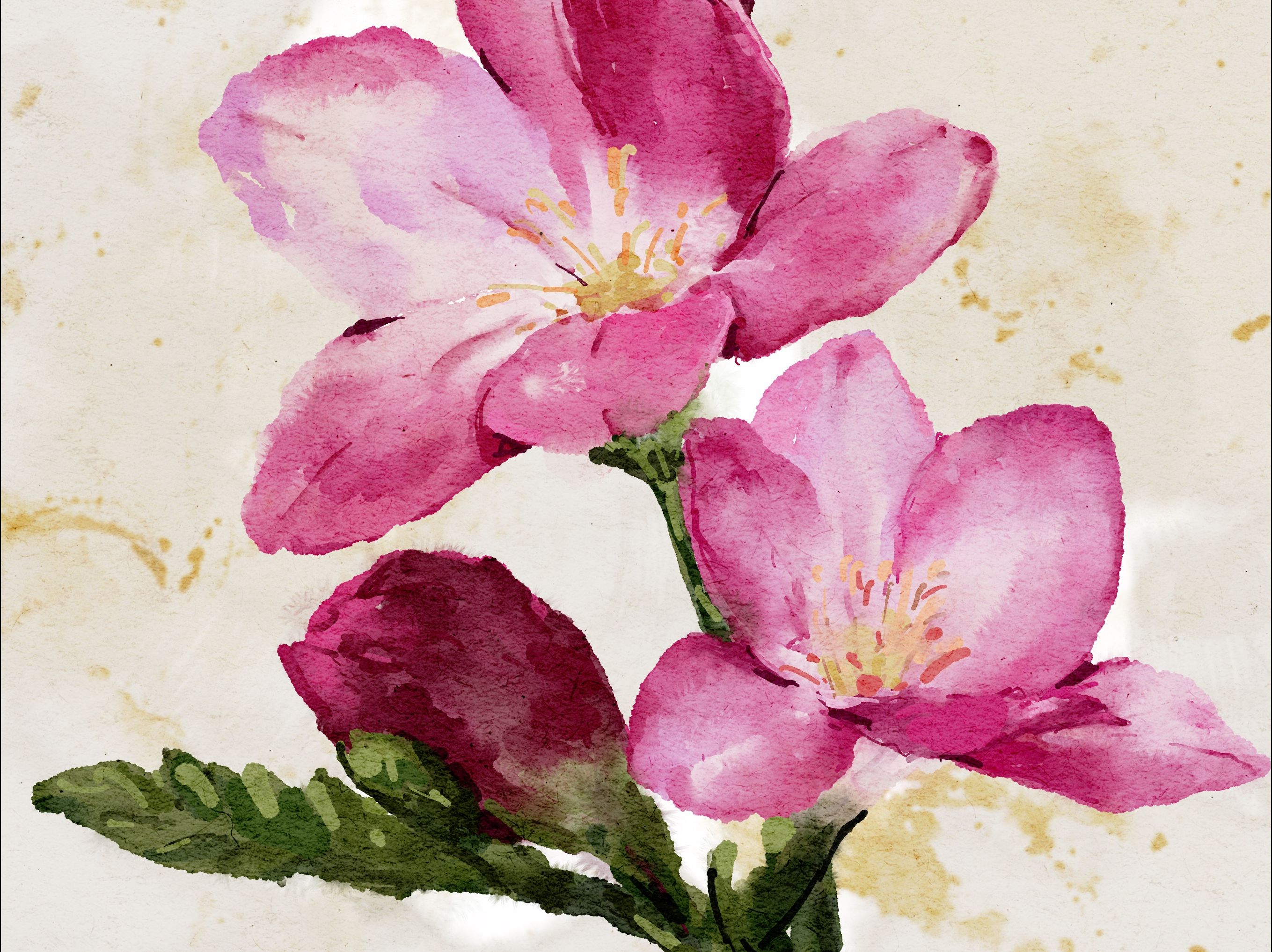 【procreate 水彩】ipad画画 | 完整版录屏绘画过程|花