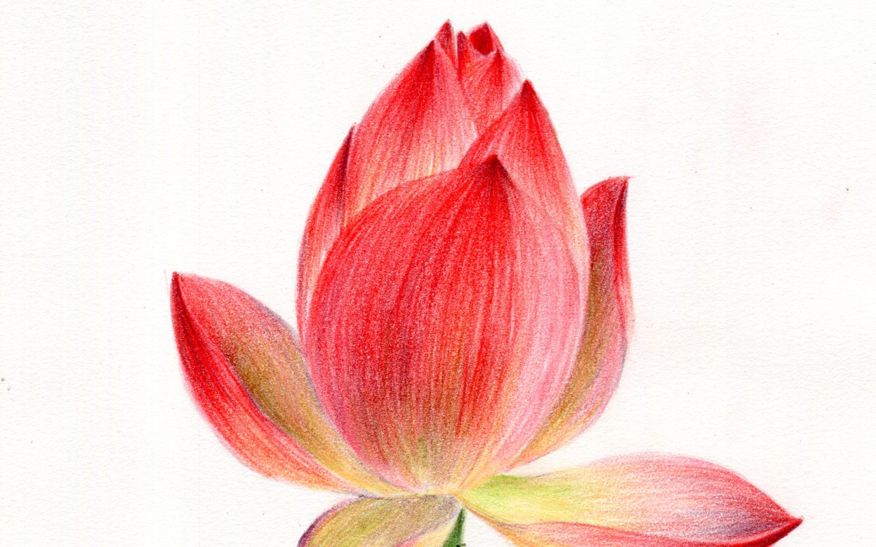 【彩铅画】荷花